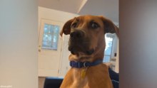 Funniest Cat & Dog Videos 😂 Crazy Reactions, Fails & Cute Animal Moments