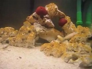 Aquarium Méditerranéen le 24 Juillet 2008