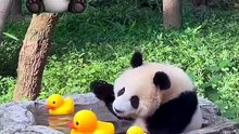 Cut panda  sweet