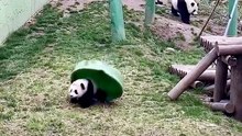 Ooops panda