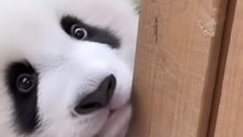 Funny panda