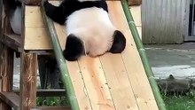 cool panda