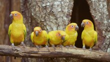 Sun conures: small birds with a big, sunny personality