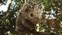 Meet Icana: The Brazilian porcupine with a surprising balance trick