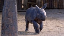 Meet the Baby Rhino: A Heartwarming Zoo Moment
