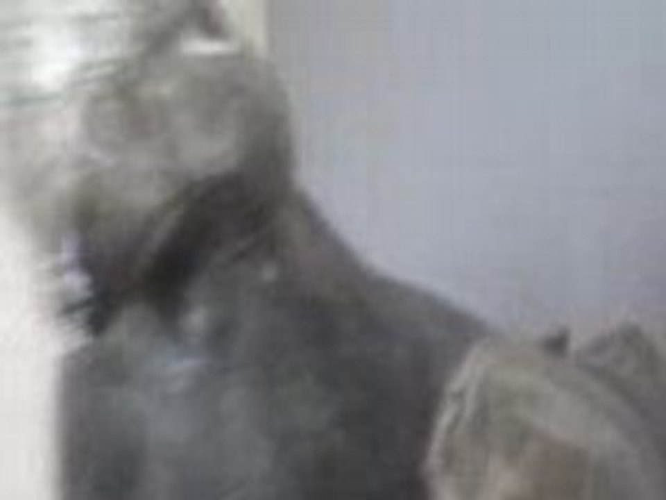 Le Pigeon (la vidéo la plus effrayante du monde)