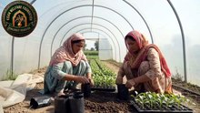 Ginger farming