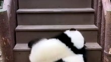 Baby Panda 🐼🍃