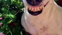Laughing dog