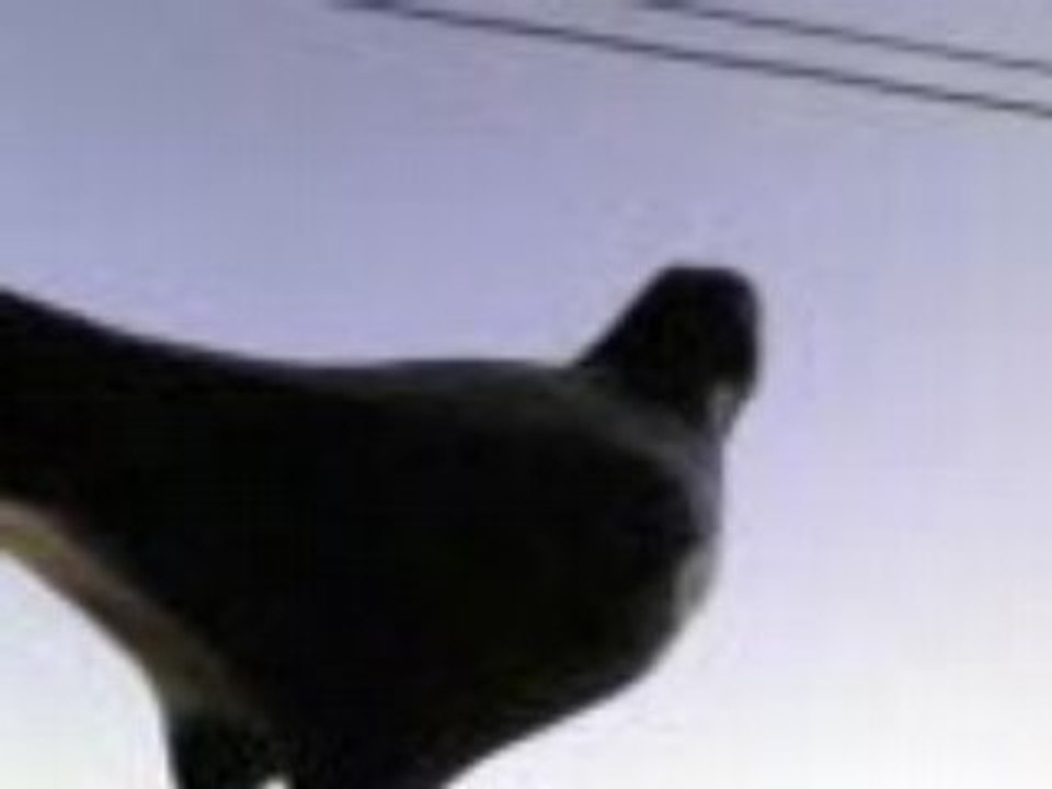 Le Pigeon (la vidéo la plus planante du monde)