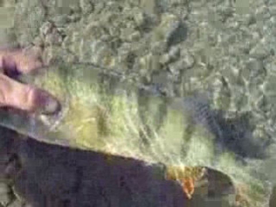 Perch42
