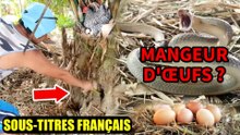 12 ŒUFS DÉVORÉS ALORS QUE DES COBRAS ENVAHISSENT LA FERME DE L’ONCLE ! CHÈVRES, VACHES ET AUTRES ANIMAUX EN DANGER ! | SOUS-TITRES FRANÇAIS