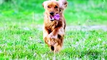 Canine-Psychology-Diploma-Course-What-Is-Your-Dog-Really-Telling-You