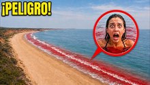 Si ves ESTO en el mar, no te metas a nadar y aléjate que es peligroso