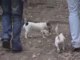 Miniature DailyMotion