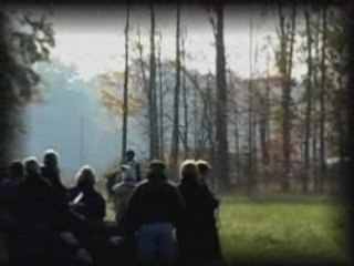 Wildwych Eclipse-Connemara Pony Stallion