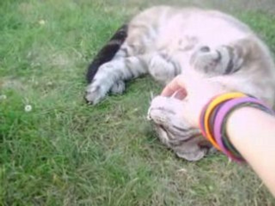 oggy et meilko