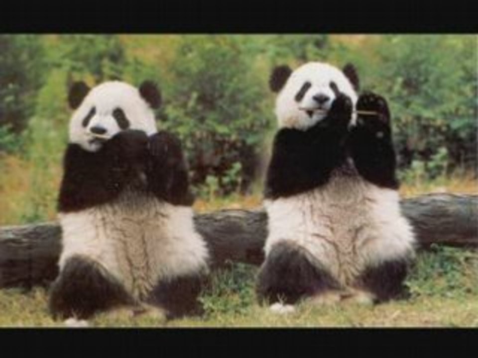 Le panda
