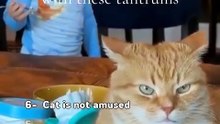 Ranking bests (FunnyCats)