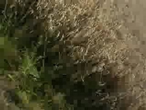 galop dans les champs