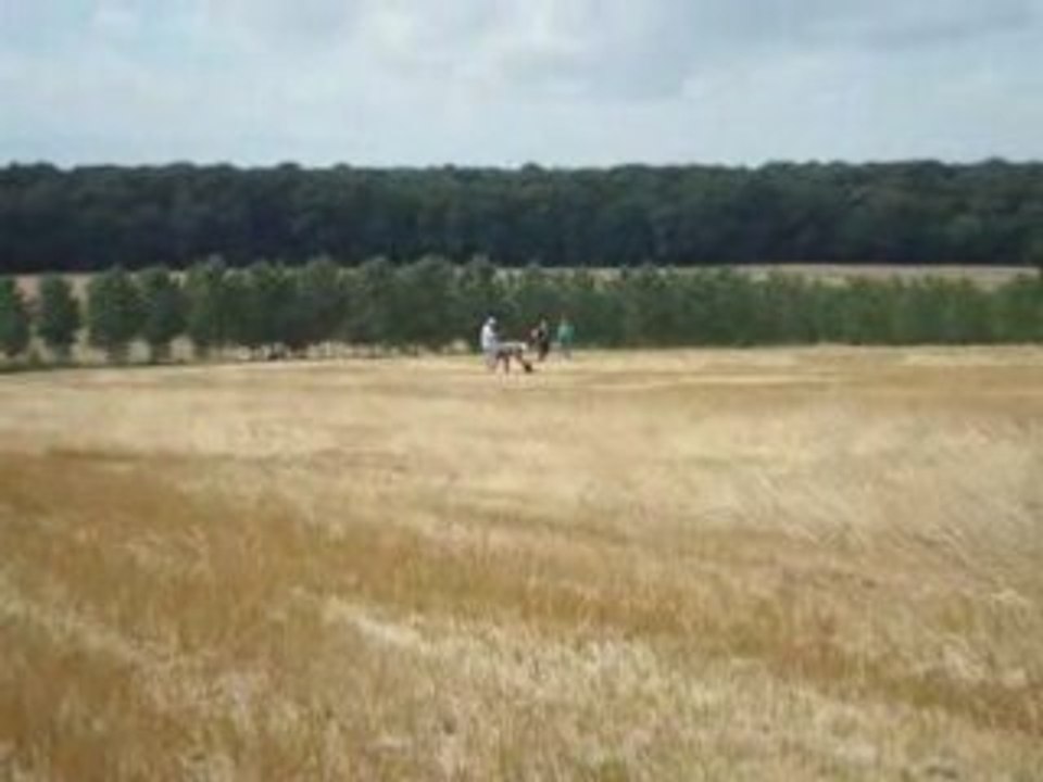 EPAGNEUL DE SAINT USUGE