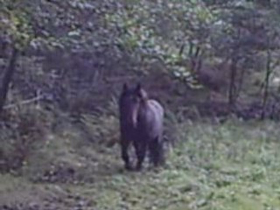 Arès en action