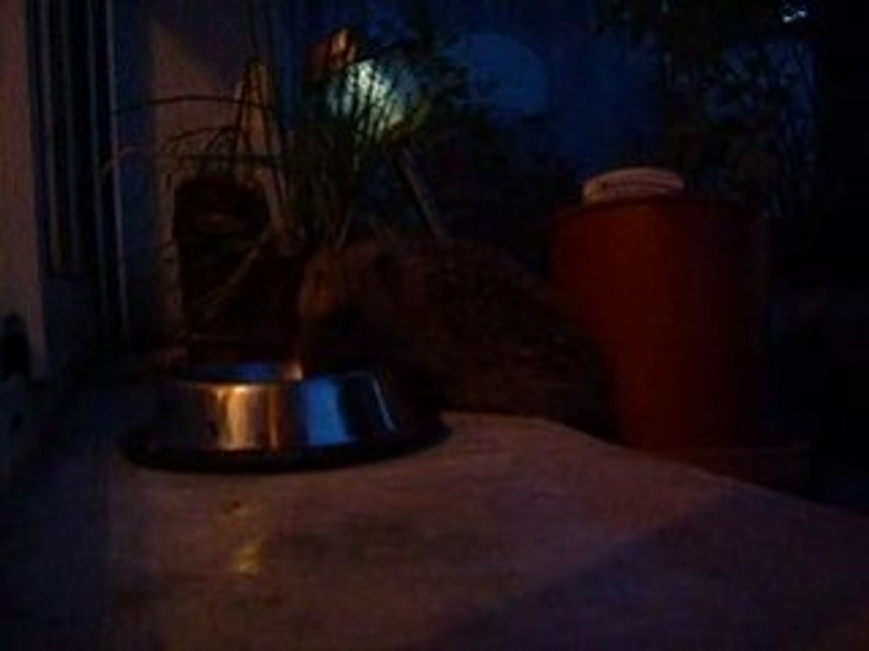 Hérisson qui mange des croquettes pour chats