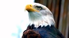EAGLE VS MOUNTAIN GOATS