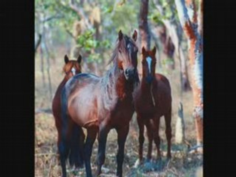 Non a l'hippophagie !