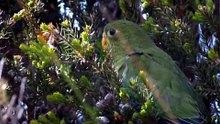 Bird flu spreads in Tasmania as vaccination of orange-bellied parrots begins