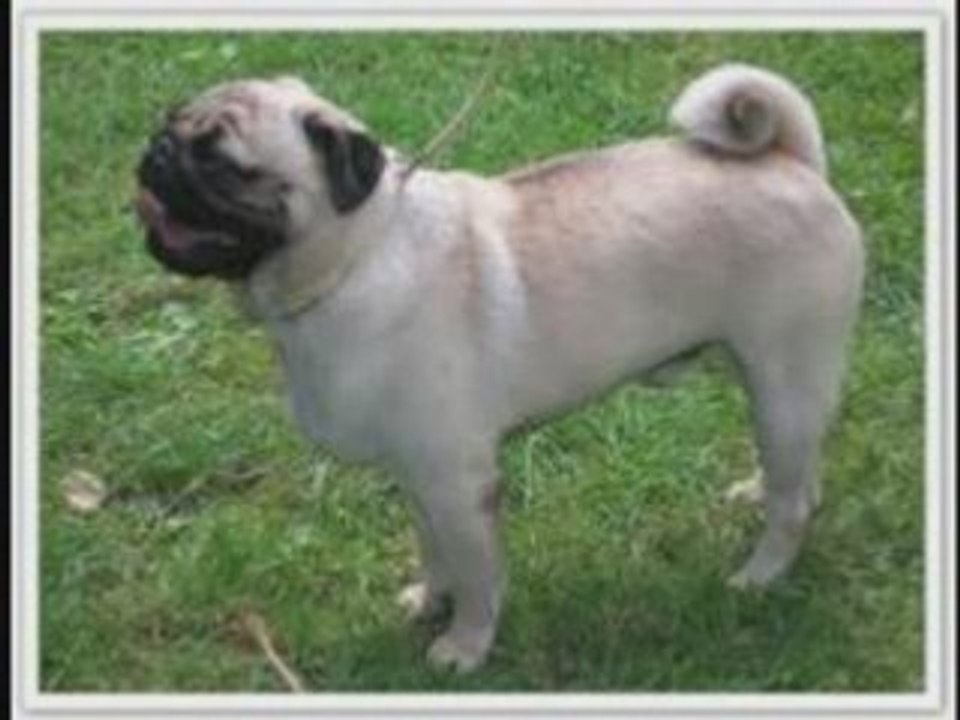 chiens , drole