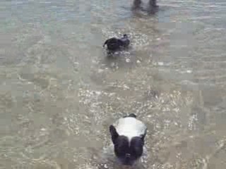 15 mètres CRAWL de mes BOULES