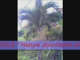 Depart et arrivé en martinique