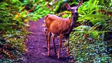 FOREST WILDLIFE
