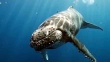 🐋 Humpback Whale Swimming Through the Deep Ocean 🌊 | Nature’s Giant