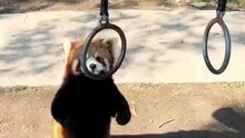 Cut read panda