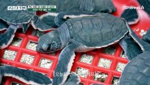 "얘네가 어떻게 바다로 가ㅠ" 부모의 마음으로 아기 거북을 보내는 강철 탐험대