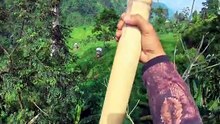 I Found the Sweetest Secret Hidden in the Jungle! 🍯