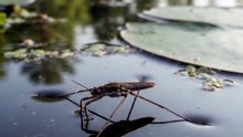 This Insect Should Be Sinking Right Now — It Isn't | Water Strider's Surface Trick | Deep Wildlife