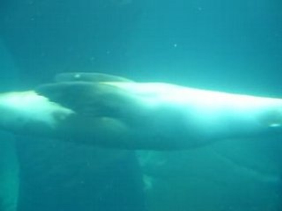 toujour nausica