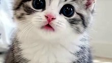 Tiny Kitten Meets the Cutest Puppy 😍😍 #kitten
