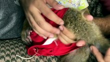 uper_video_1790432457091533