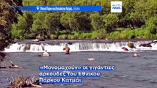 Αλάσκα: Ξεκίνησε η «Εβδομάδα Χοντρής Αρκούδας» - Άνοιξε η online ψηφοφορία