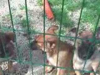 les chiots du paradis d'orsy