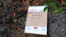 The Official Appreciation Certificate For The Founder Mihaela Plesca As A Juror Of Spicy Awards Placed On The Peak of Success