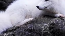 How Do Arctic Foxes Survive the Extreme Cold? 🦊❄️