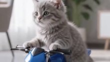 Cute Kitten Riding a Mini Motorcycle 🐱🏍️😂