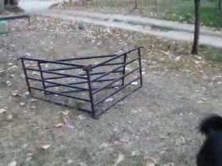 encore mon chien Tosquen