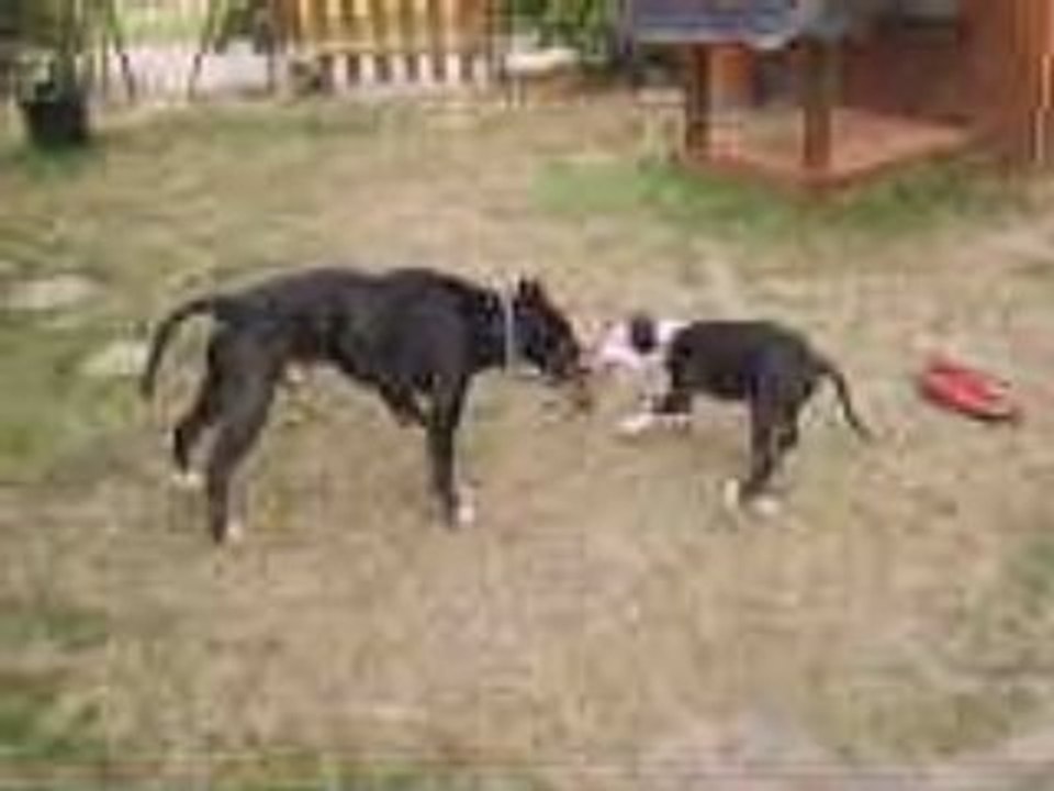 mes deux american staff