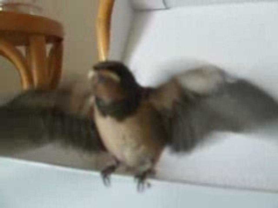 Bébé hirondelle tombée du nid